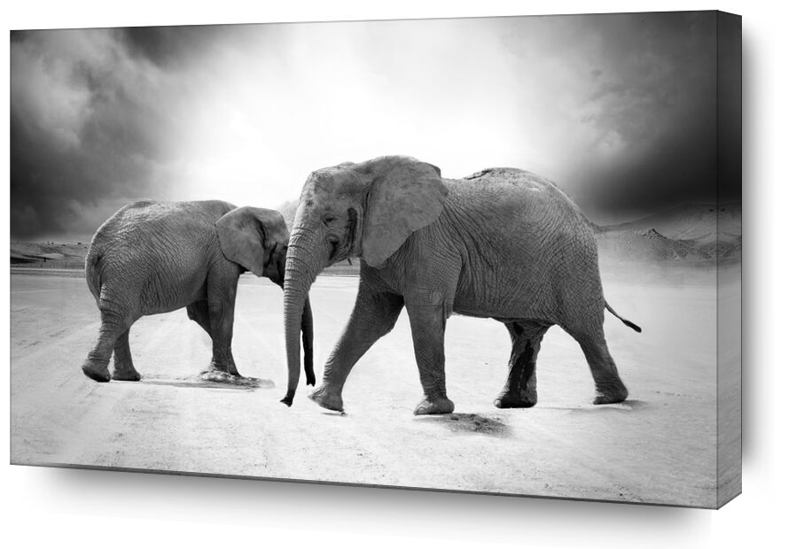 Deux éléphants de Pierre Gaultier, Prodi Art, limpopo, nature, zoo, safari, prédateur, Afrique, animaux, Ivoire, éléphant