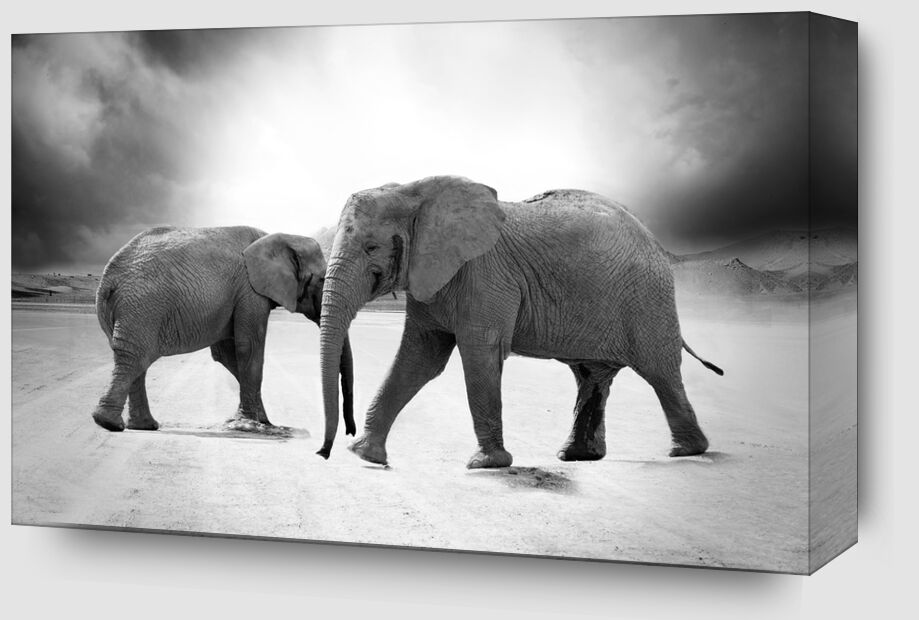 Two elephants from Pierre Gaultier Zoom Alu Dibond Image
