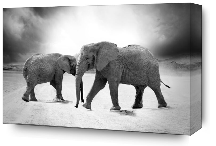 Two elephants from Pierre Gaultier, Prodi Art, limpopo, nature, zoo, safari, predator, africa, animals, ivory, elephant