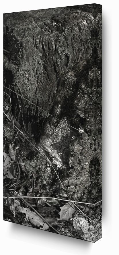 SOUS TA PEAU 9 de jean michel RENAUDIN, Prodi Art, Matériel, Lierre, tronc, forêt, arbre, matière, vivante, vivant, écorce