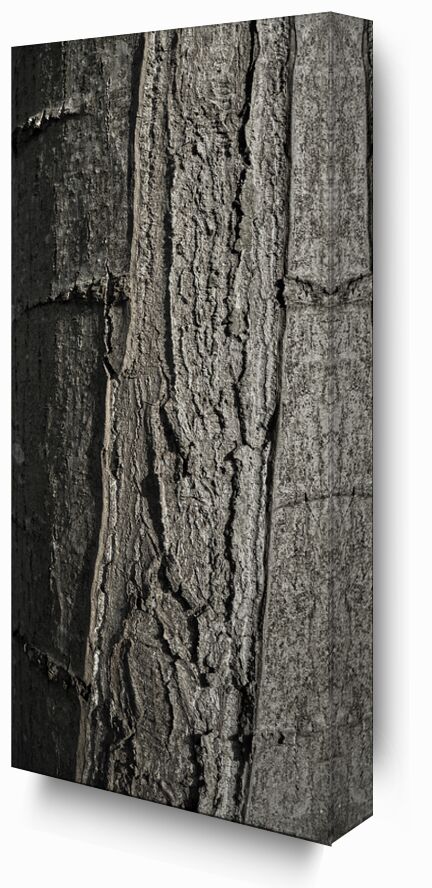 UNDER YOUR SKIN 6 from jean michel RENAUDIN, Prodi Art, material, Ivy, trunk, forest, tree, matter, alive, living, bark