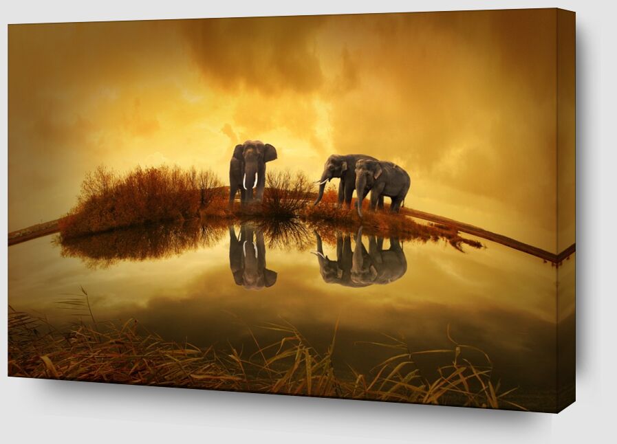 Éléphants au bord de l'eau de Pierre Gaultier Zoom Alu Dibond Image