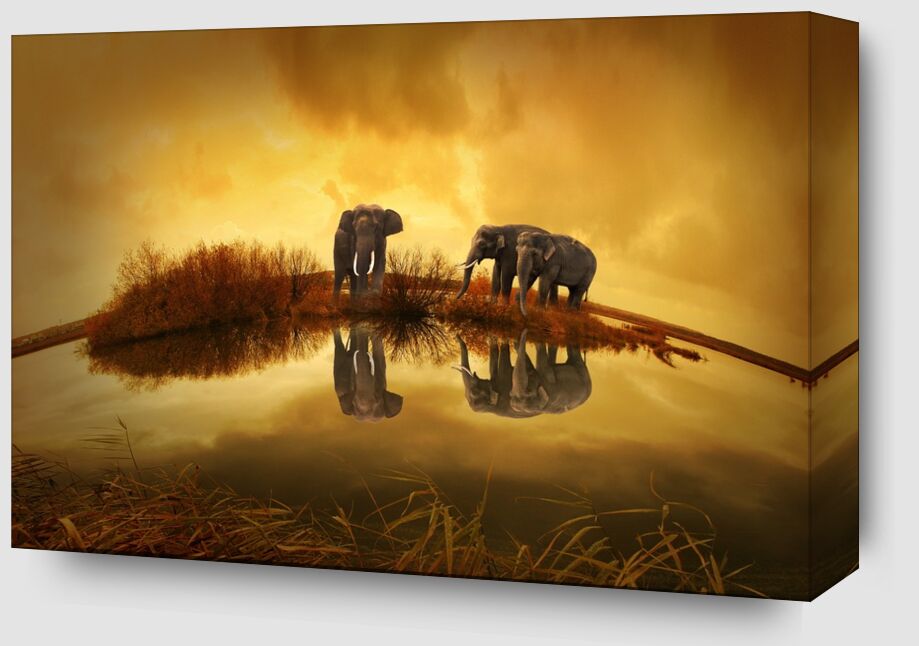 Elephants at the water's edge from Pierre Gaultier Zoom Alu Dibond Image