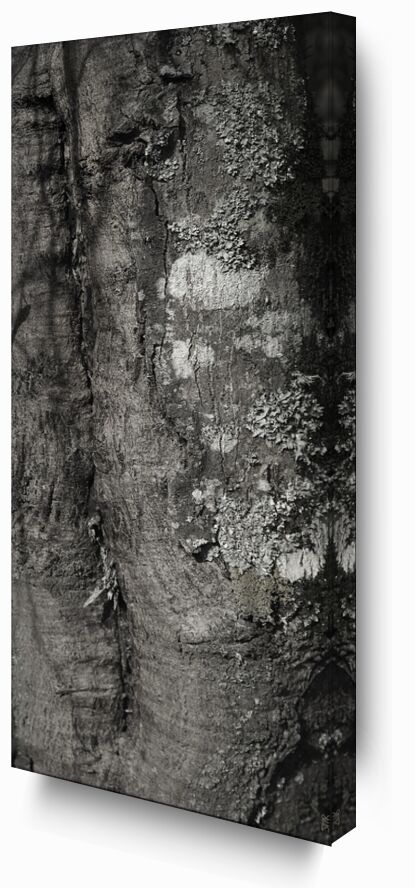 SOUS TA PEAU 3 de jean michel RENAUDIN, Prodi Art, Matériel, Lierre, tronc, forêt, arbre, matière, vivante, vivant, écorce