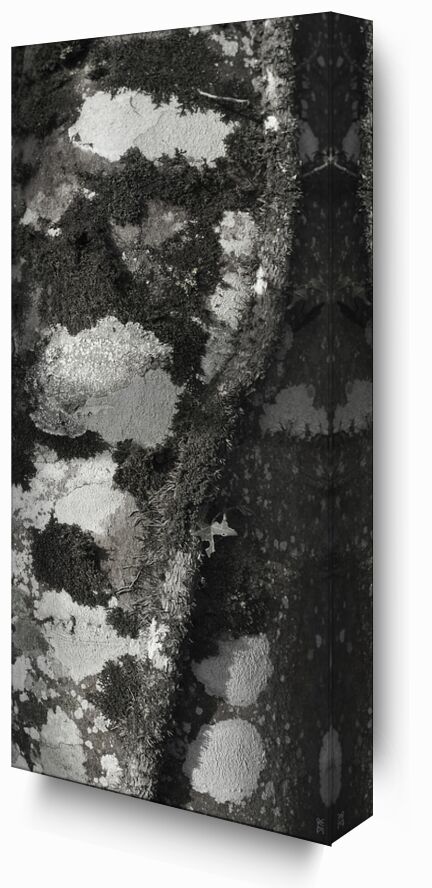 UNDER YOUR SKIN 4 from jean michel RENAUDIN, Prodi Art, bark, living, alive, matter, tree, forest, trunk, Ivy, material