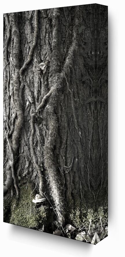 UNDER YOUR SKIN 2 from jean michel RENAUDIN, Prodi Art, material, Ivy, trunk, forest, tree, matter, alive, living, bark