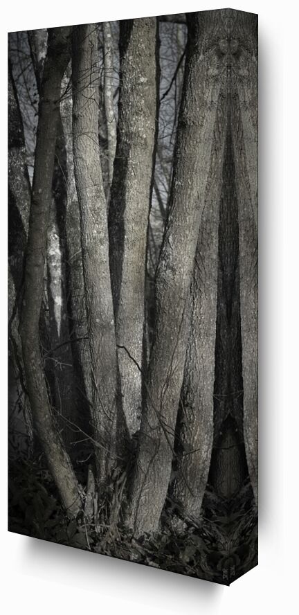UNDER YOUR SKIN 1 from jean michel RENAUDIN, Prodi Art, material, Ivy, trunk, forest, tree, matter, alive, living, bark