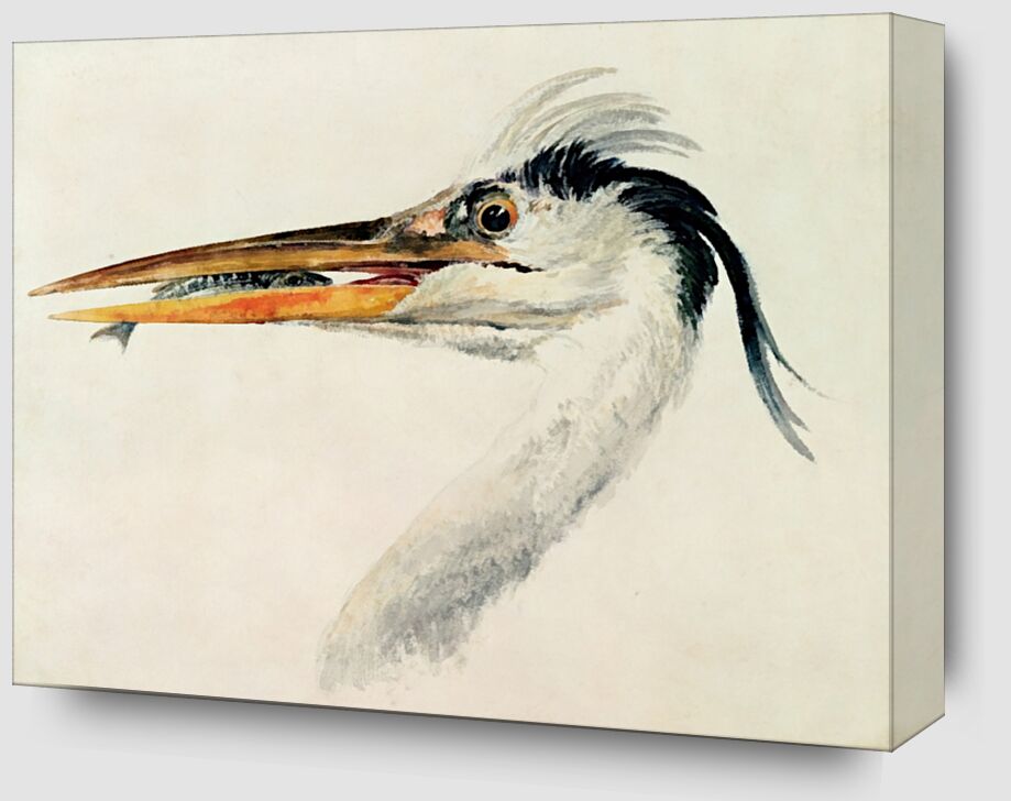Heron with a Fish - TURNER from Fine Art Zoom Alu Dibond Image