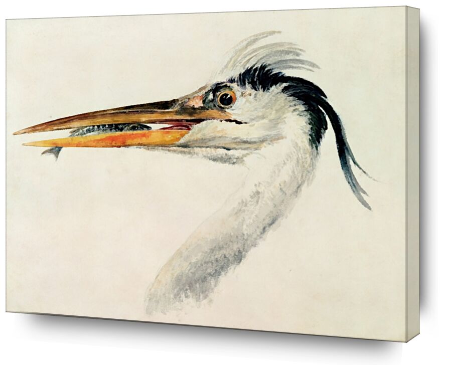 Heron with a Fish - TURNER von Bildende Kunst, Prodi Art, TURNER, Reiher, Fisch, Malerei