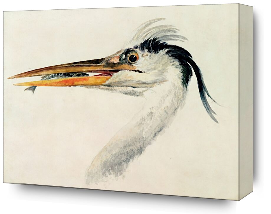 Heron with a Fish - TURNER from Fine Art, Prodi Art, TURNER, heron, fish, painting