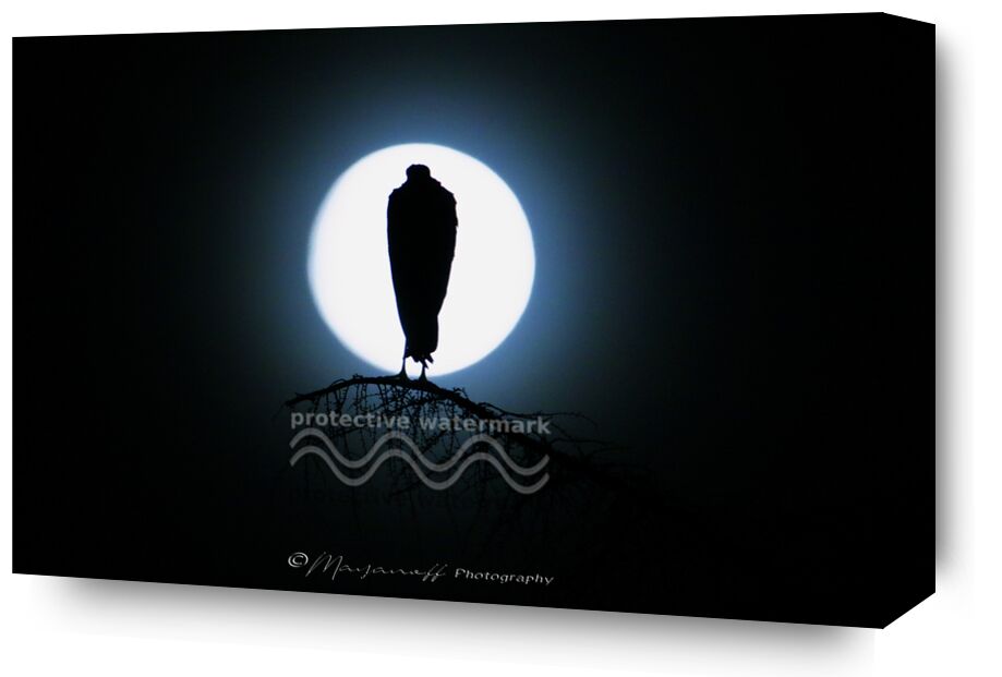 Silouhette in the moonlight from Mayanoff Photography, Prodi Art, full moon, tree, stork, birds, wild animals, night, moonlight