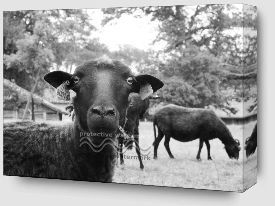 The black sheep from Audrey Anderson Zoom Alu Dibond Image