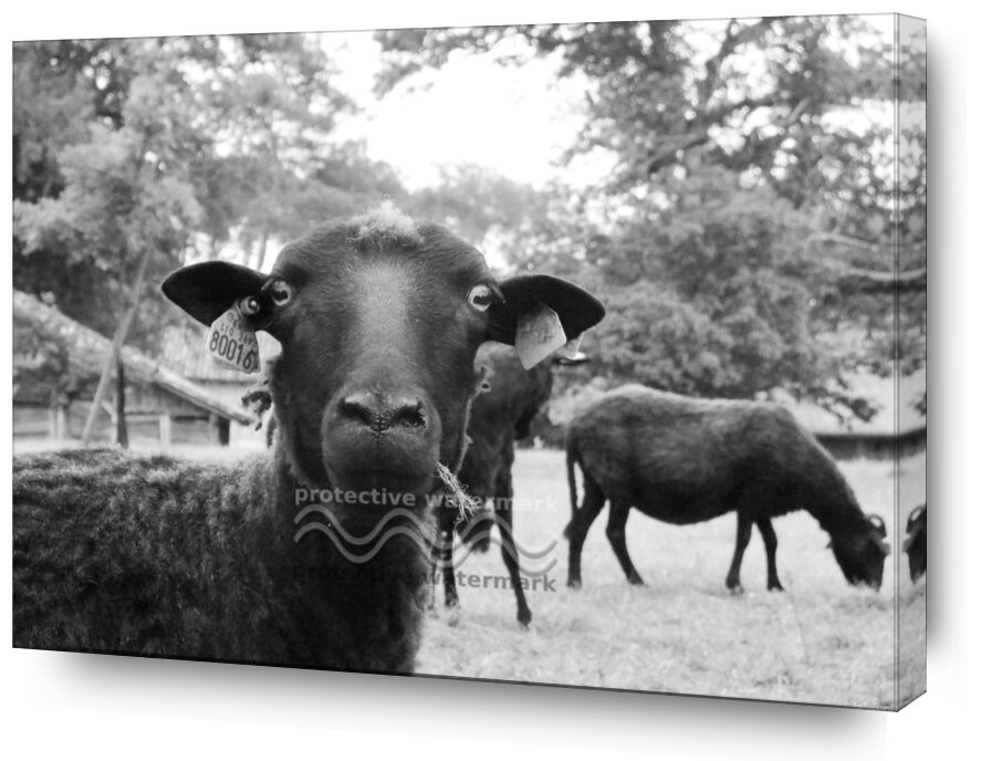 The black sheep de Audrey Clémentine Conilh Anderson, Prodi Art, arbres, mouton, noir, blanc, nature, France, sud, Ouest
