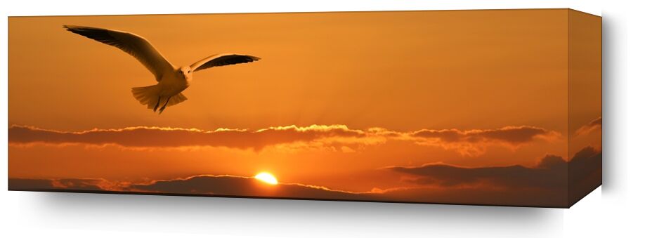 Flight of the seagull from Pierre Gaultier, Prodi Art, banner, header, gull, bird, fly, clouds, orange, sunset, Sun, ease