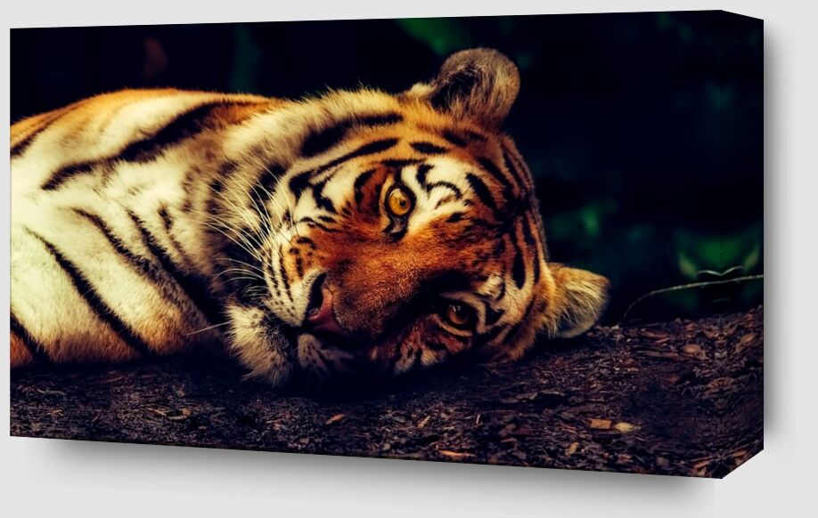 Lying Tiger from Pierre Gaultier Zoom Alu Dibond Image