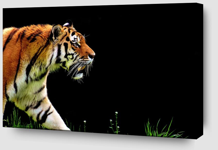 Marche du tigre de Pierre Gaultier Zoom Alu Dibond Image