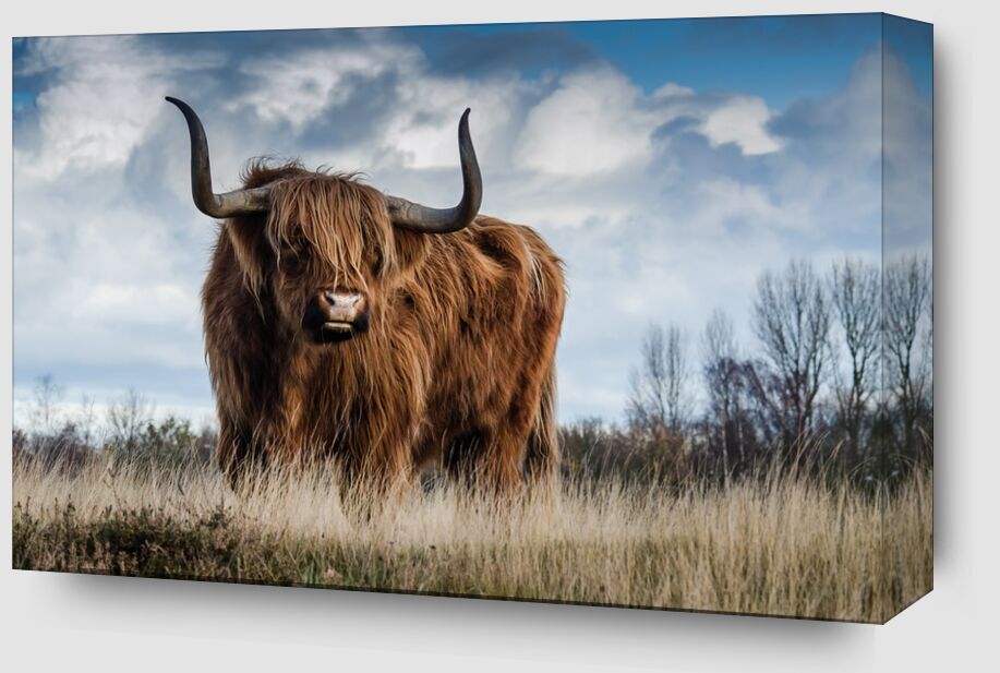 The buffalo meadow from Pierre Gaultier Zoom Alu Dibond Image