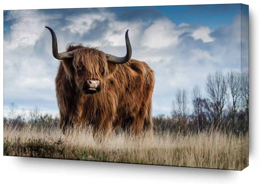 La prairie du buffle de Pierre Gaultier, Prodi Art, ferme, bétail, prairie, animal, mammifère, nature, paysage, taureau
