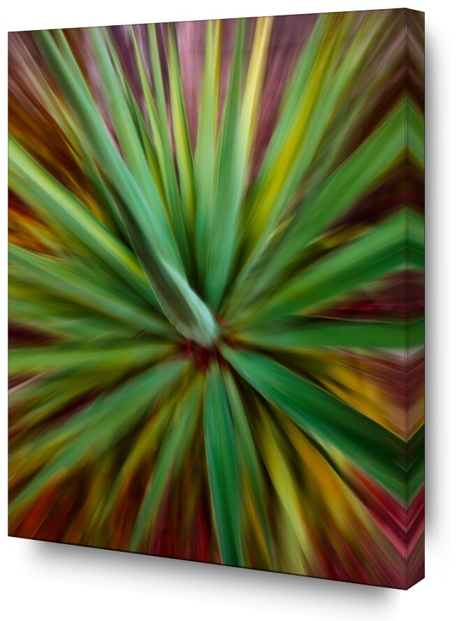 Le yucca de Céline Pivoine Eyes, Prodi Art, vert, fleurs, plante, paysage, nature, Photographie abstraite, art abstrait, flou artistique, Mouvement intentionnel de la caméra, ICM, Yucca