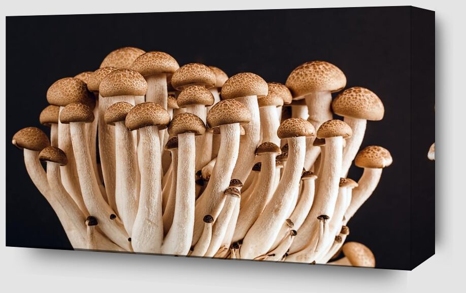Our mushrooms from Pierre Gaultier Zoom Alu Dibond Image
