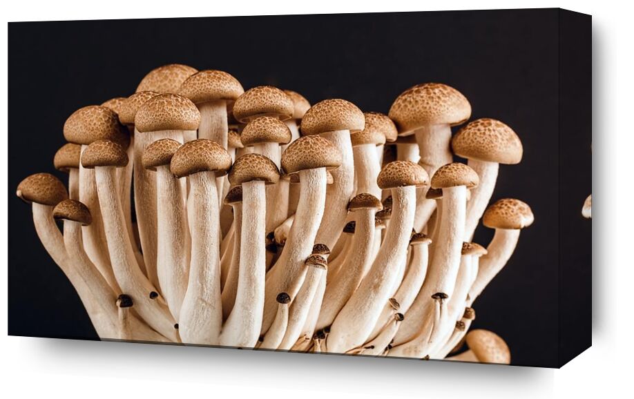 Our mushrooms from Pierre Gaultier, Prodi Art, vegetable, raw, plant, organic, mushrooms, ingredients, healthy, fresh, food, edible, delicious, champignon, Boletus