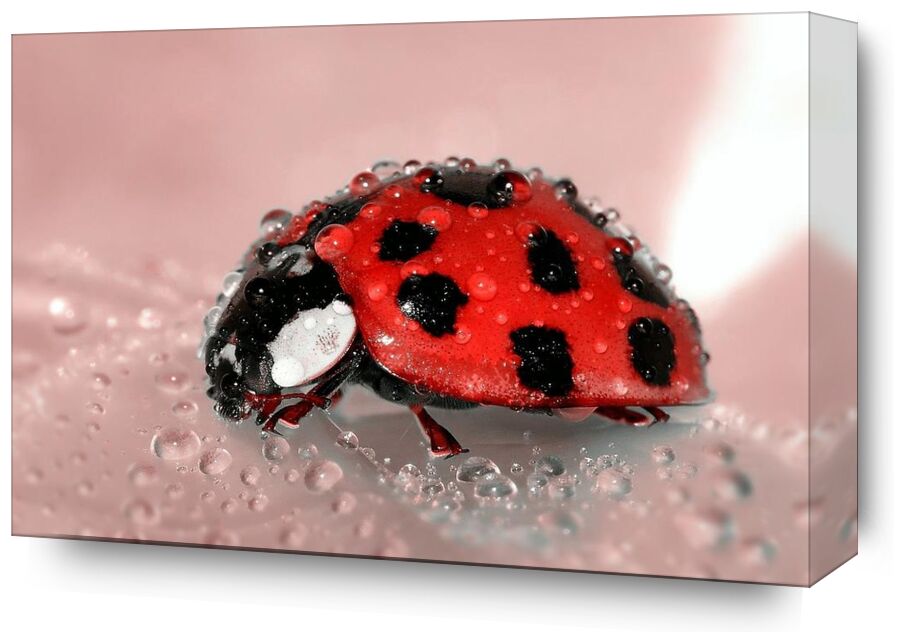Red Ladybird from Pierre Gaultier, Prodi Art, drop, water, spotted, nature, macro, lucky charm, ladybug, insect, dew, close-up, bug, beetle