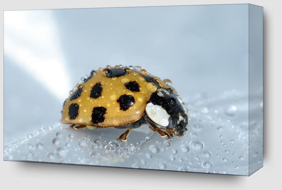 Yellow ladybird from Pierre Gaultier Zoom Alu Dibond Image