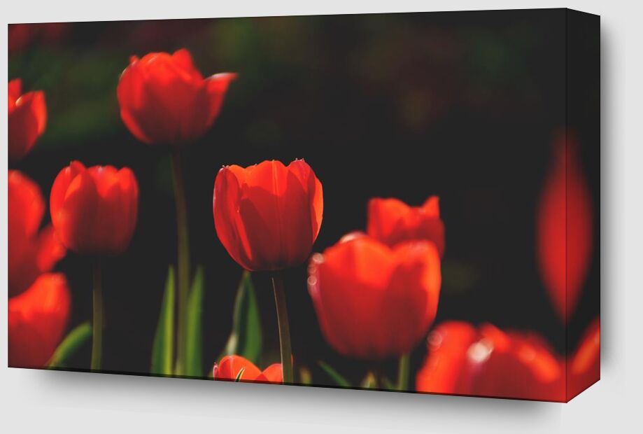 Our red tulips from Pierre Gaultier Zoom Alu Dibond Image