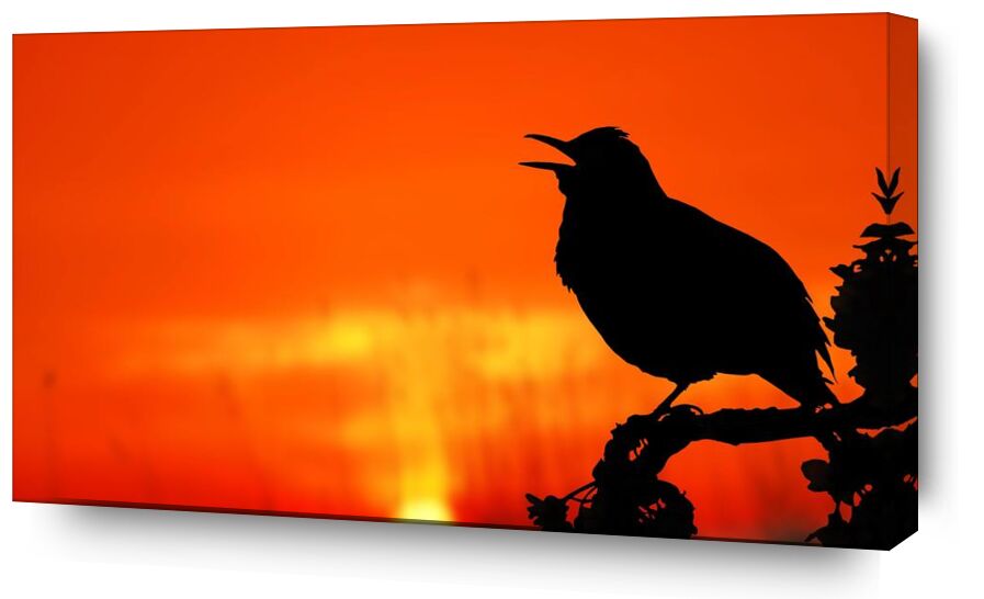 La silhouette de l'oiseau de Pierre Gaultier, Prodi Art, animal, rétro-éclairé, oiseau, Aube, crépuscule, soir, lumière, nature, en plein air, perché, silhouette, soleil, lever du soleil, couché de soleil, arbre, crépuscule
