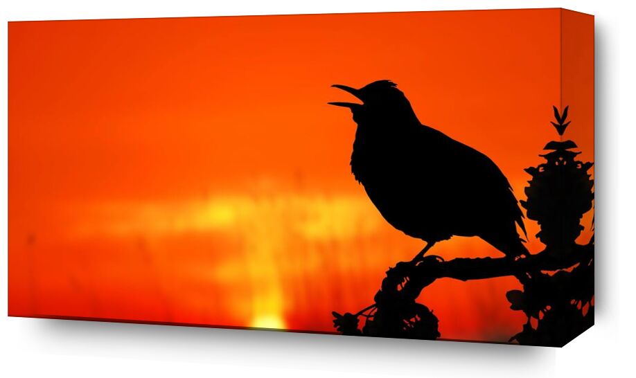 The silhouette of the bird from Pierre Gaultier, Prodi Art, animal, backlit, bird, dawn, dusk, evening, light, nature, outdoors, perched, silhouette, Sun, sunrise, sunset, tree, twilight