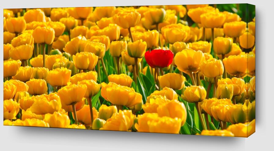 Champs de tulipes de Pierre Gaultier Zoom Alu Dibond Image
