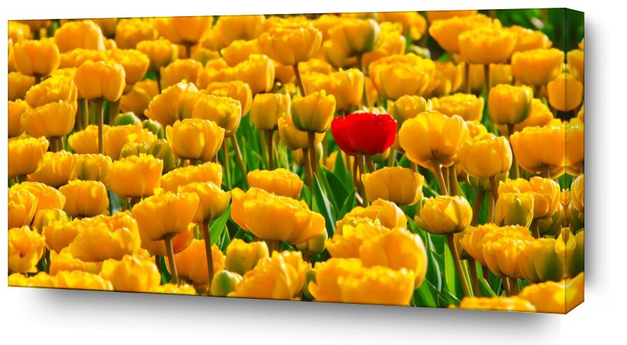 Champs de tulipes de Pierre Gaultier, Prodi Art, Floraison, fleur, flore, fleurs, les plantes, printemps