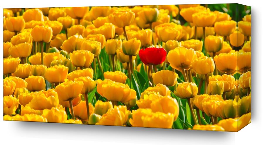 Fields of tulips from Pierre Gaultier, Prodi Art, bloom, blossom, flora, flowers, plants, spring