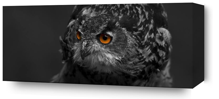 Owl's eyes from Pierre Gaultier, Prodi Art, animal, avian, beak, bird, bird of prey, black-and-white, close-up, eagle, eagle owl, eyes, falconry, feather, feathers, hawk, hunter, looking, nocturnal, outdoors, owl, perched, plumage, portrait, predator, prey, raptor, selective, color, staring, wild, wildlife, zoo