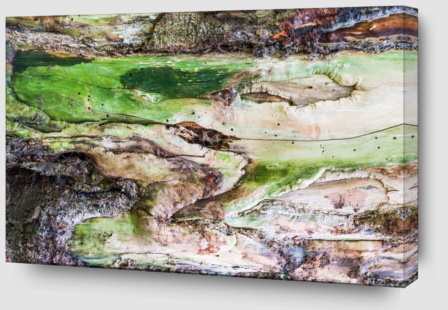 Le bois vert de Marie Guibouin Zoom Alu Dibond Image