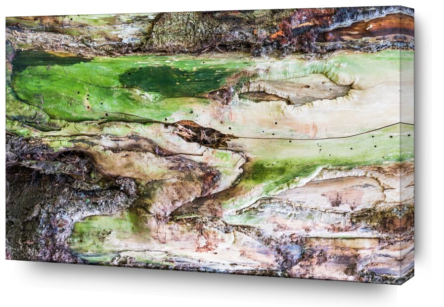 Le bois vert de Marie Guibouin, Prodi Art, sculpture, marie guibouin, vert, écorce, arbre