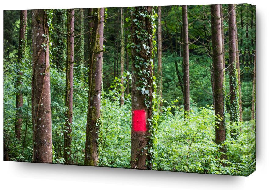 Zone rouge de Marie Guibouin, Prodi Art, nature, arbres, vert, randonnée, marie guibouin, bois, forêt, rouge