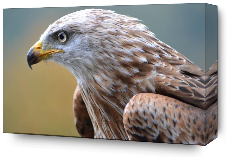 Piercing gaze from Pierre Gaultier, Prodi Art, animal, avian, bird, bird of prey, close-up, view, eagle, falcon, feathers, flight, hunter, plumage, predator, pride, raptor, wild, wildlife, wing