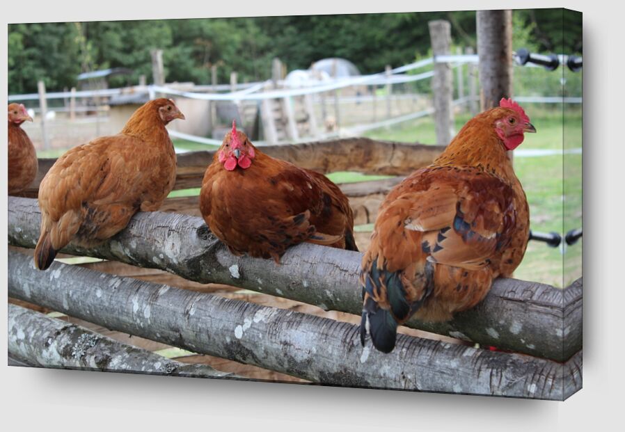 Les poulettes de jenny buniet Zoom Alu Dibond Image