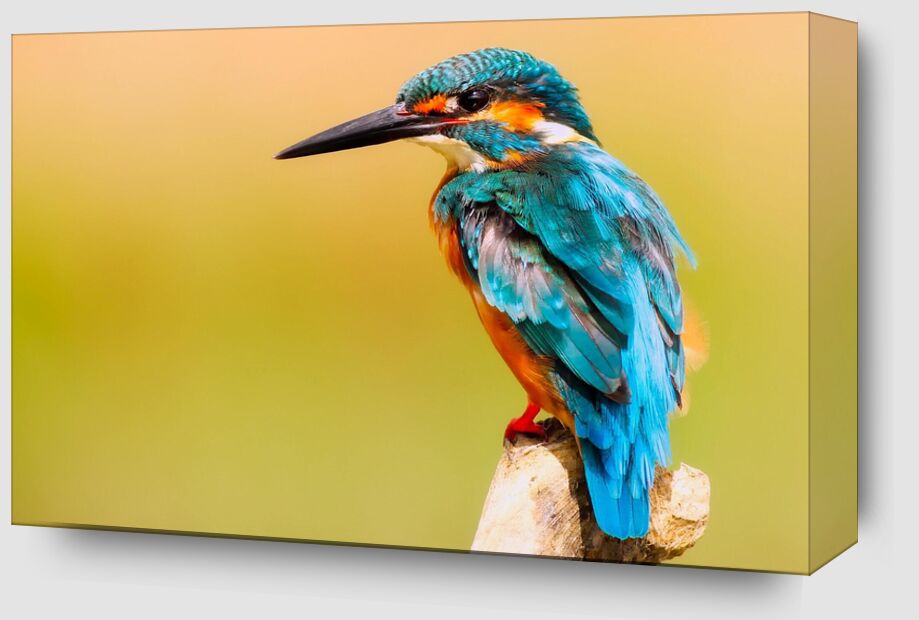 Kingfisher from Pierre Gaultier Zoom Alu Dibond Image