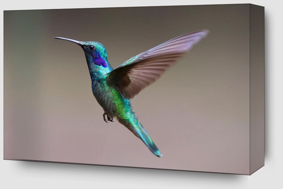 The Hummingbird from Pierre Gaultier Zoom Alu Dibond Image