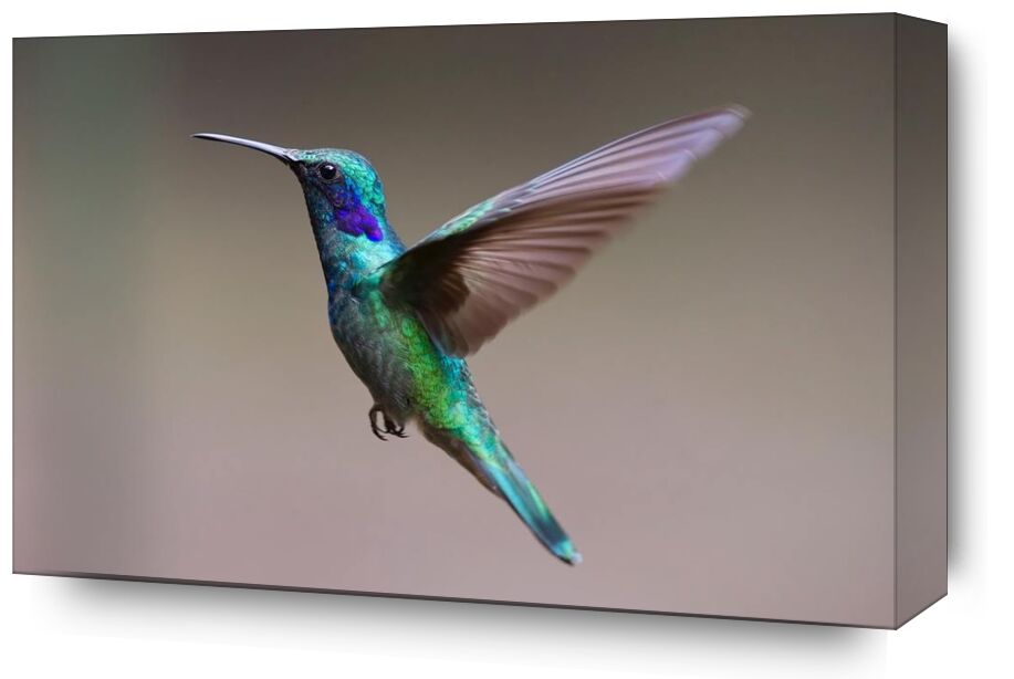 The Hummingbird from Pierre Gaultier, Prodi Art, animal, avian, beak, bird, blur, close-up, color, colourful, daylight, exotic, feathers, focus, hummingbird, iridescent, little, outdoors, plumage, side, view, wild, wildlife, wings