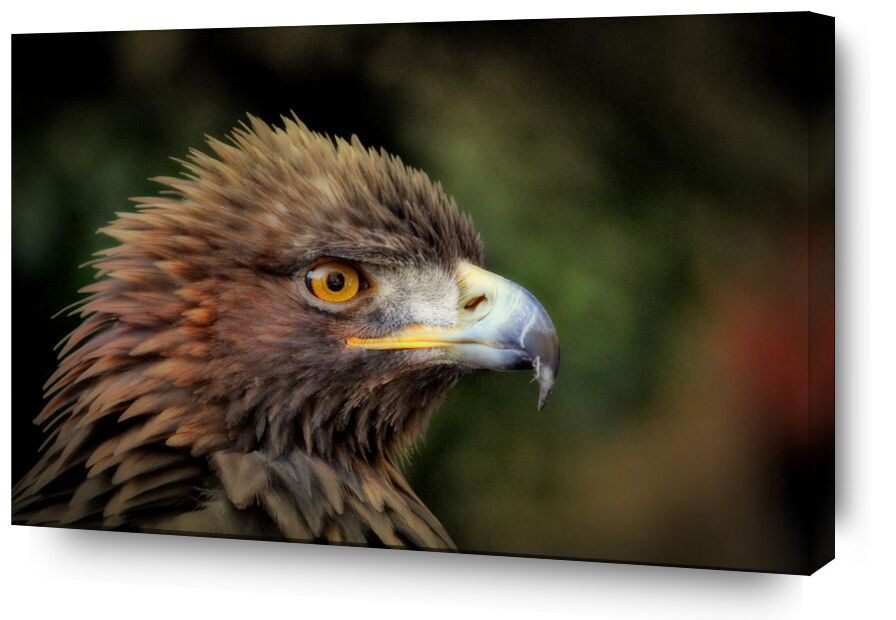 Oiseau royale de Pierre Gaultier, Prodi Art, plumage, macro, gros plan, oiseau, photographie animale, animal