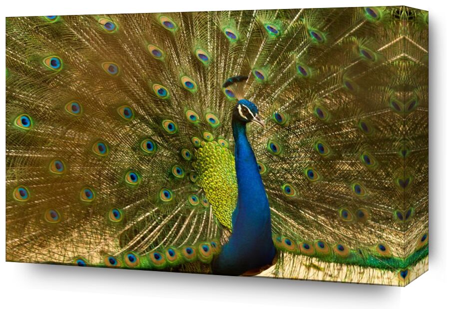 The wings of the pan from Pierre Gaultier, Prodi Art, animal, bird, blue, bright, colorful, elegant, exhibition, feathers, green, head, male, pattern, peacock, showing, tail, wildlife