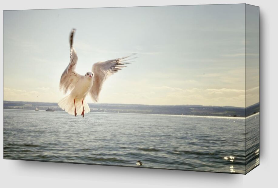 The approach of the seagull from Pierre Gaultier Zoom Alu Dibond Image
