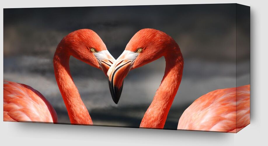 Couple of flamingo from Pierre Gaultier Zoom Alu Dibond Image