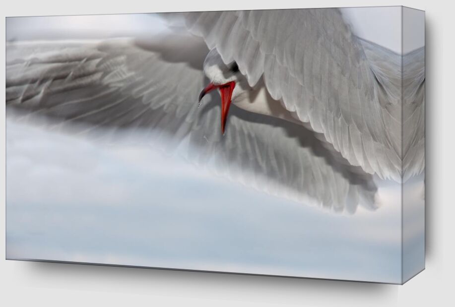 The gull race from Pierre Gaultier Zoom Alu Dibond Image