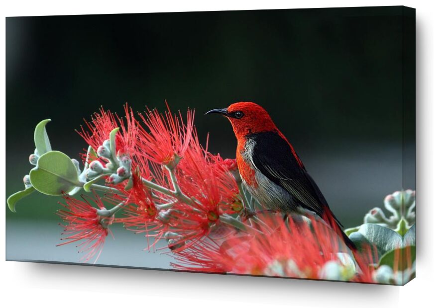 Oiseau sur plante de Pierre Gaultier, Prodi Art, animal, oiseau, plumes, macro, nature, plante, rouge, écarlate, mangeur de miel, faune