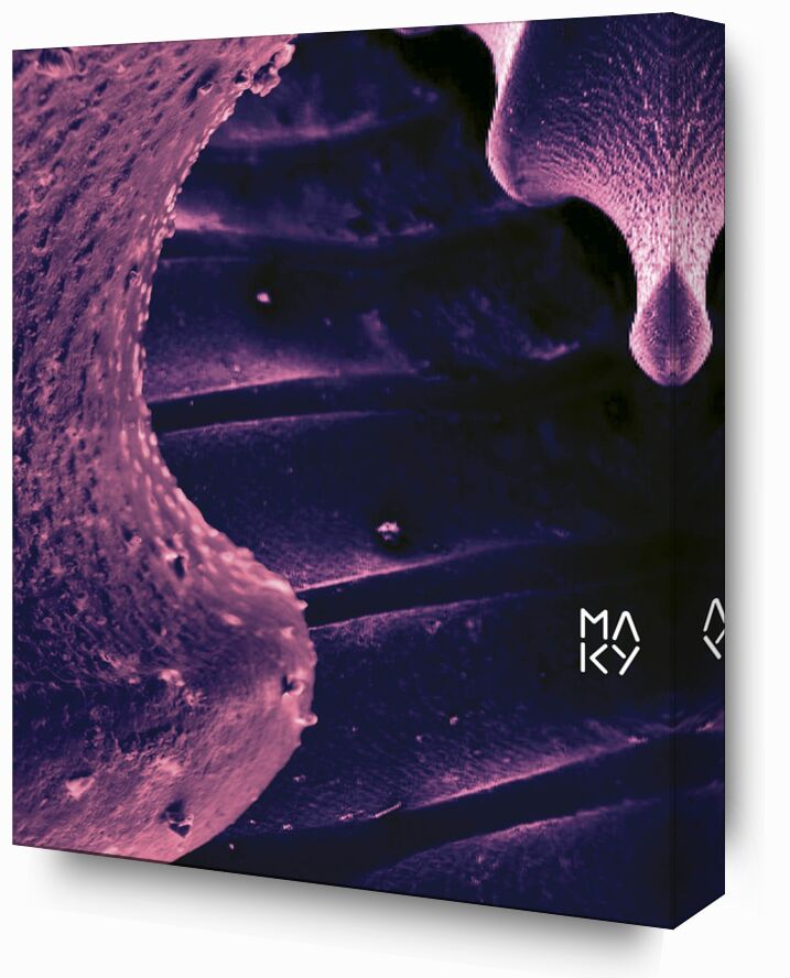 気4.1 from Maky Art, Prodi Art, digital collage, visual art, texture, electron microscopy, shell