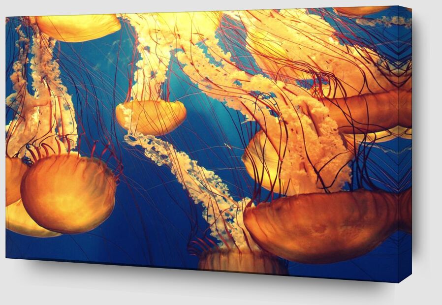 Méduses des mers de Pierre Gaultier Zoom Alu Dibond Image